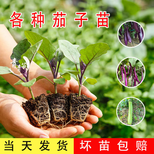 烧烤茄子幼苗老品种子四季蔬菜苗