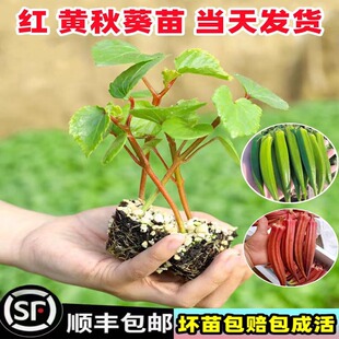 秋葵苗秧苗丝瓜西葫芦苦瓜辣椒茄子番茄南冬瓜四季豆苗四季蔬菜苗