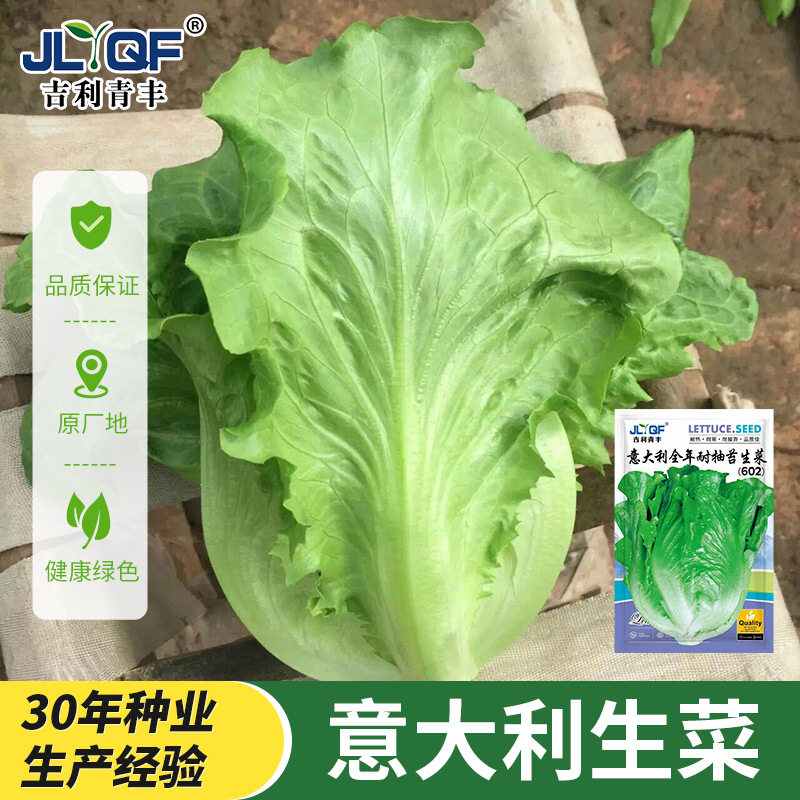 意大利生菜种子罗马生菜王耐抽薹生菜种籽肉厚脆嫩四季播青菜种子