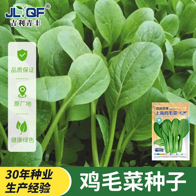 鸡毛菜种子四季播小白菜小青菜小油菜18天易种活阳台盆栽蔬菜种籽