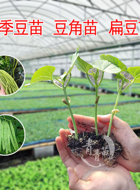 四季豆秧苗豆角梅豆眉豆毛豆丝冬瓜西葫芦苦瓜板栗南瓜四季蔬菜苗