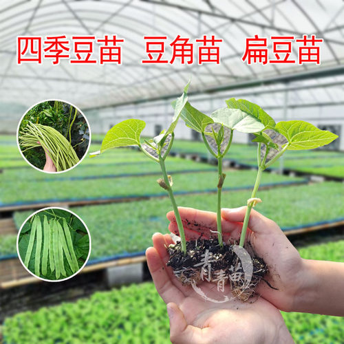 四季豆豆角南瓜西葫芦冬瓜丝瓜苗