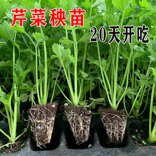 芹菜苗黄心红白玉莴苣紫甘蓝花菜西兰花生菜四季小香芹种子蔬菜苗