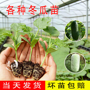 小冬瓜秧苗丝瓜板栗贝贝南瓜毛节瓜西葫芦苗黑皮冬瓜苗四季蔬菜苗