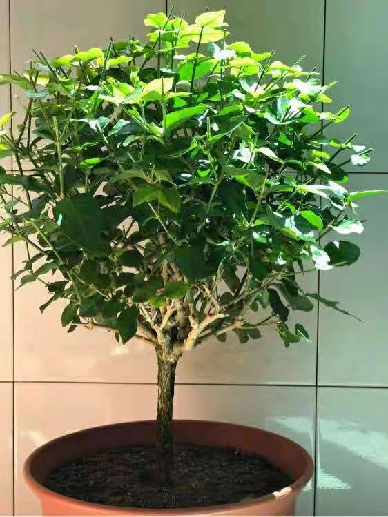 独杆棒棒糖大冠幅茉莉盆栽庭院