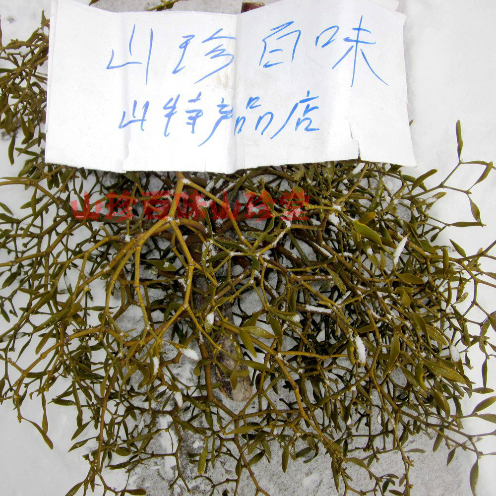 长白山野生冻青槲寄生北寄生冬青 寄生冻青