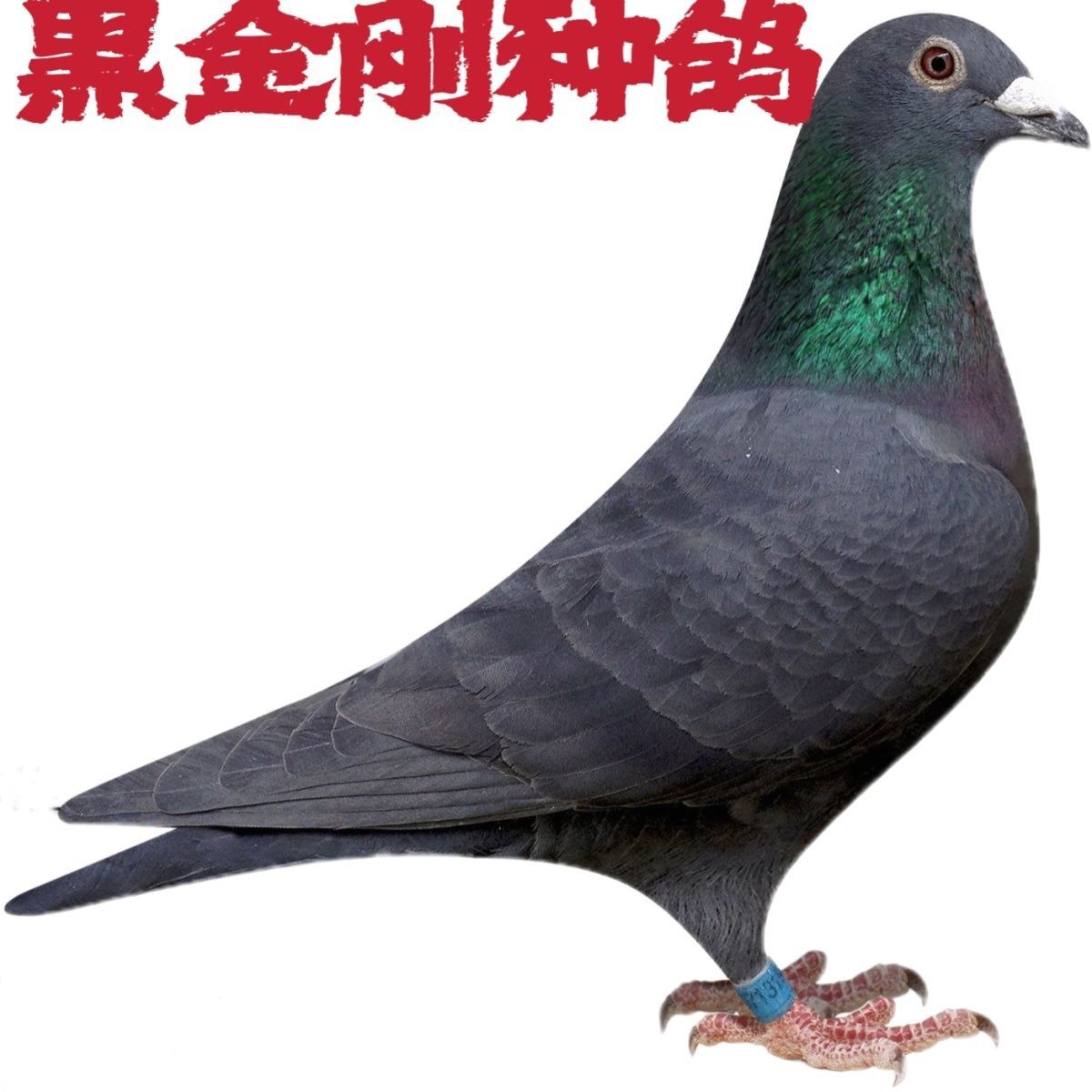 纯黑金刚血统赛鸽种鸽一对带环可飞千公里