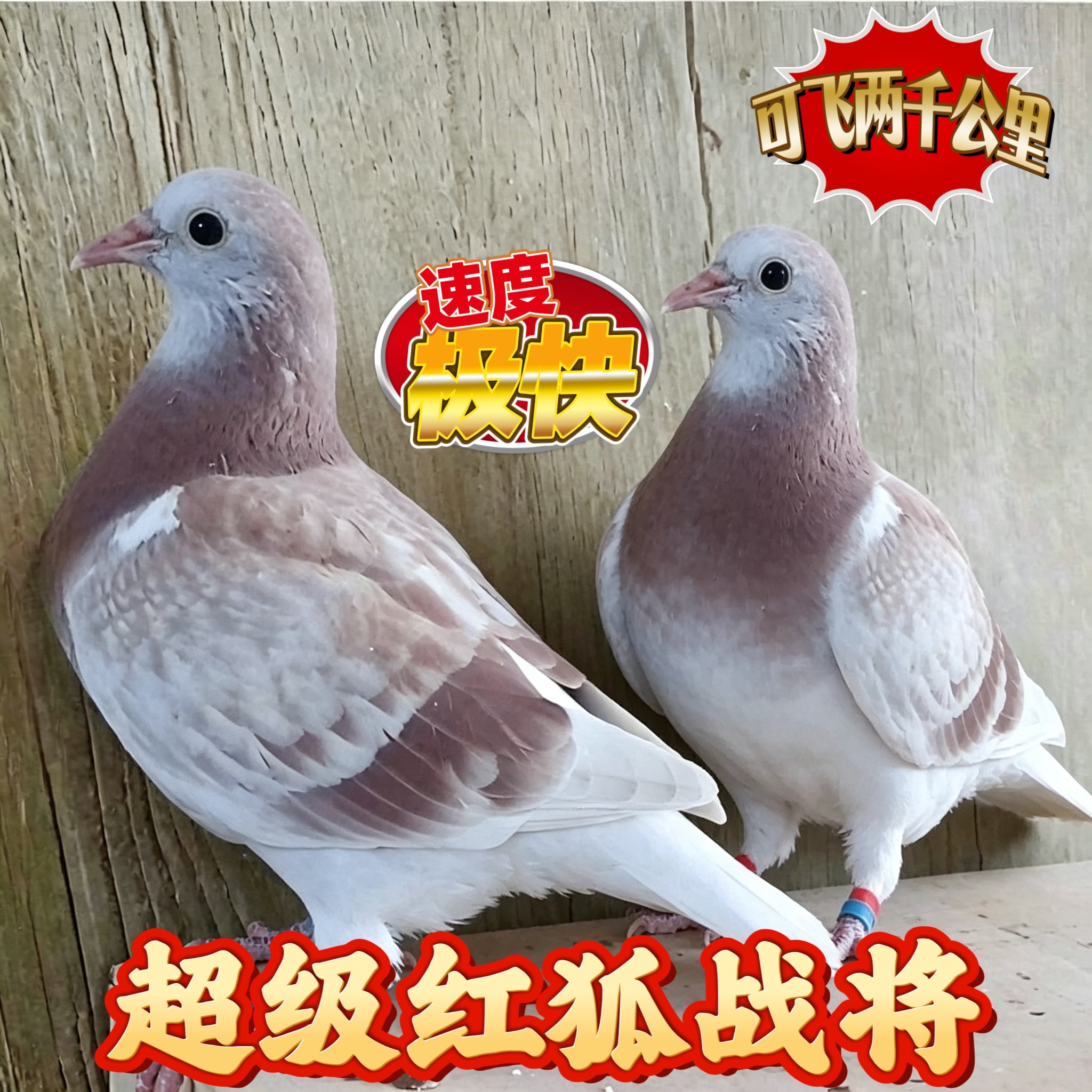 纯红狐血统信鸽种鸽公棚鸽成绩鸽幼鸽