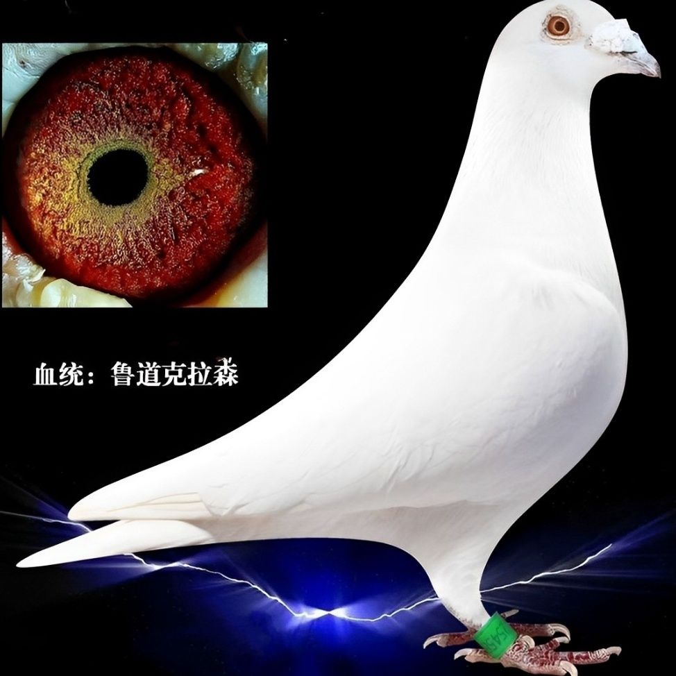 纯鲁道克拉森血统赛鸽种鸽一对带环可飞两千公里