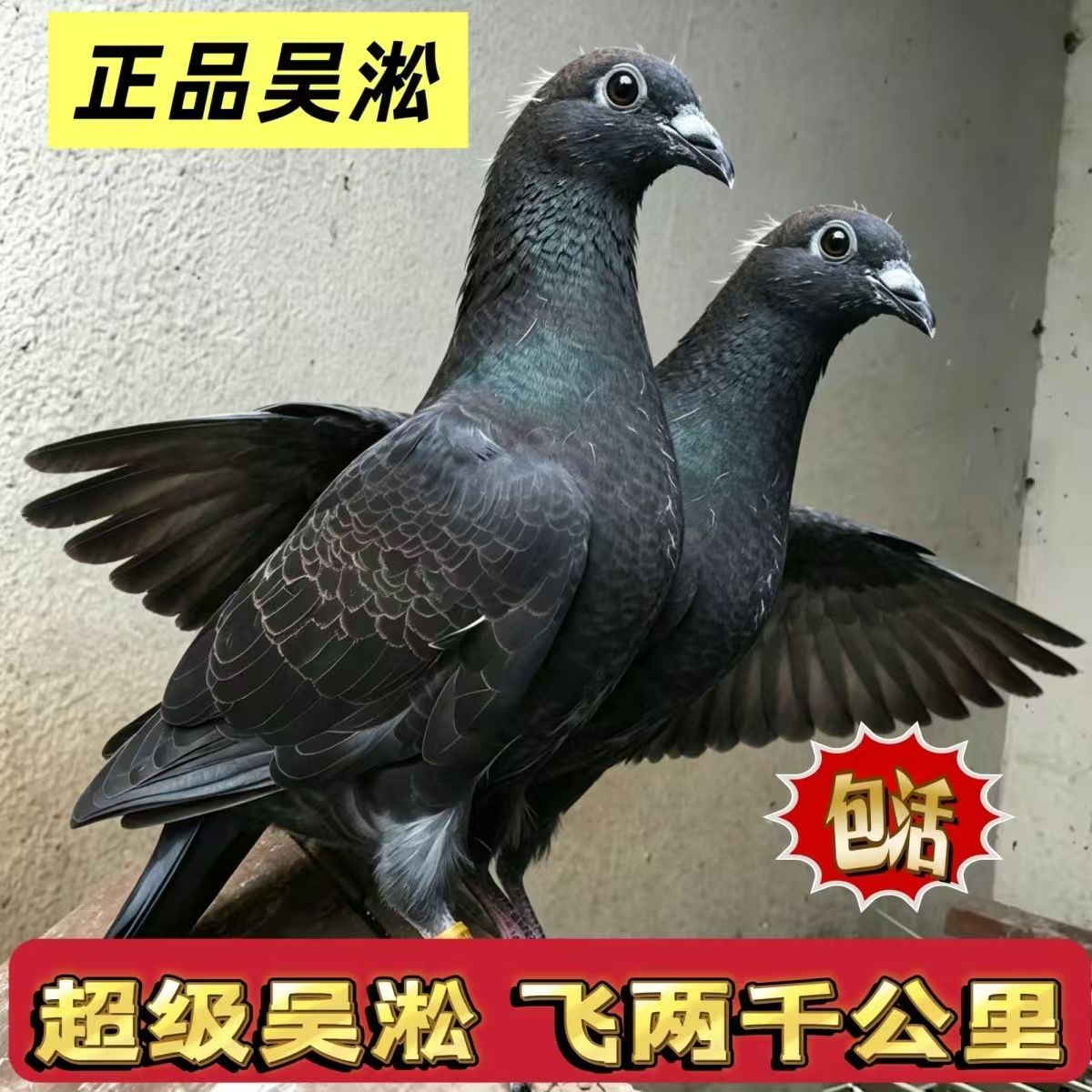 纯吴淞血统赛鸽幼鸽一对带环包邮可飞两千公里