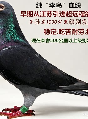 纯李鸟血统赛鸽种鸽一对带环可飞千公里
