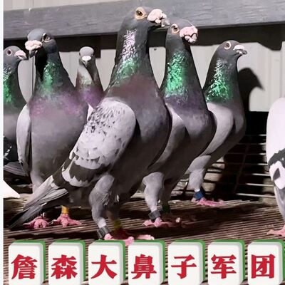 詹森大鼻子血统赛鸽种鸽一对带环