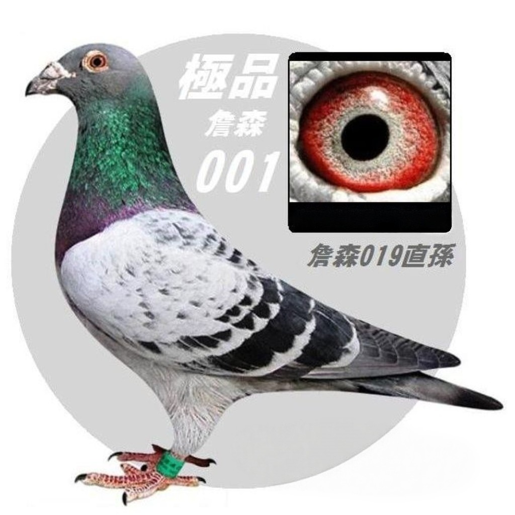 纯詹森019血统赛鸽种鸽一对带鸟