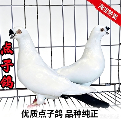 精品观赏鸽黑点子种鸽一对带凤