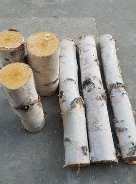 白桦树白桦树干天然木段实木装饰树墩造景木桩栅栏围栏原木干树枝