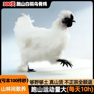 【严选生态散养】乌鸡新鲜现杀白羽活鸡土鸡正宗跑山鸡整只乌骨鸡