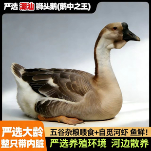 【外塘放养2年+特大】狮头鹅潮汕特产鹅肉鹅翅鹅肝胗肠新鲜鹅脚掌