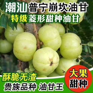 潮汕甜油甘果现摘新鲜新果余甘果牛甘果柿饼水果 包甜橄榄新鲜 包邮