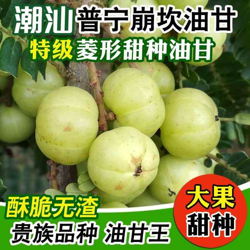 潮汕甜油甘果现摘新鲜新果余甘果牛甘果柿饼水果包邮包甜橄榄新鲜