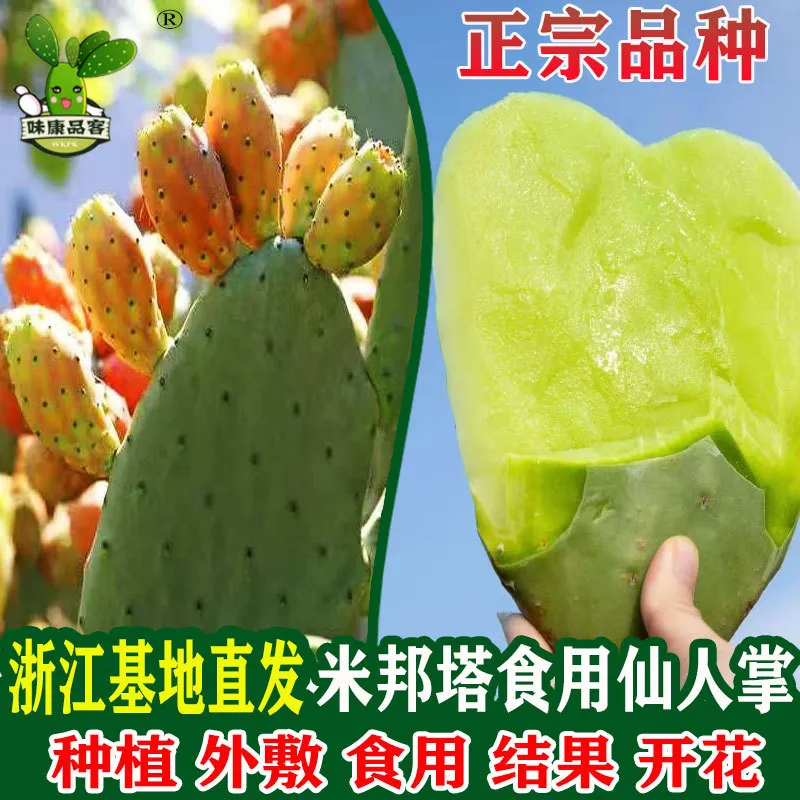 10新鲜墨西哥米邦塔可食用仙人掌药用外敷生吃多肉盆栽植物嫁接10
