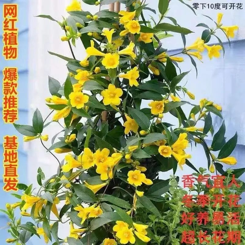 10法国香水藤盆栽耐寒浓香易活室内外香水茉莉花苗花卉庭院爬藤10