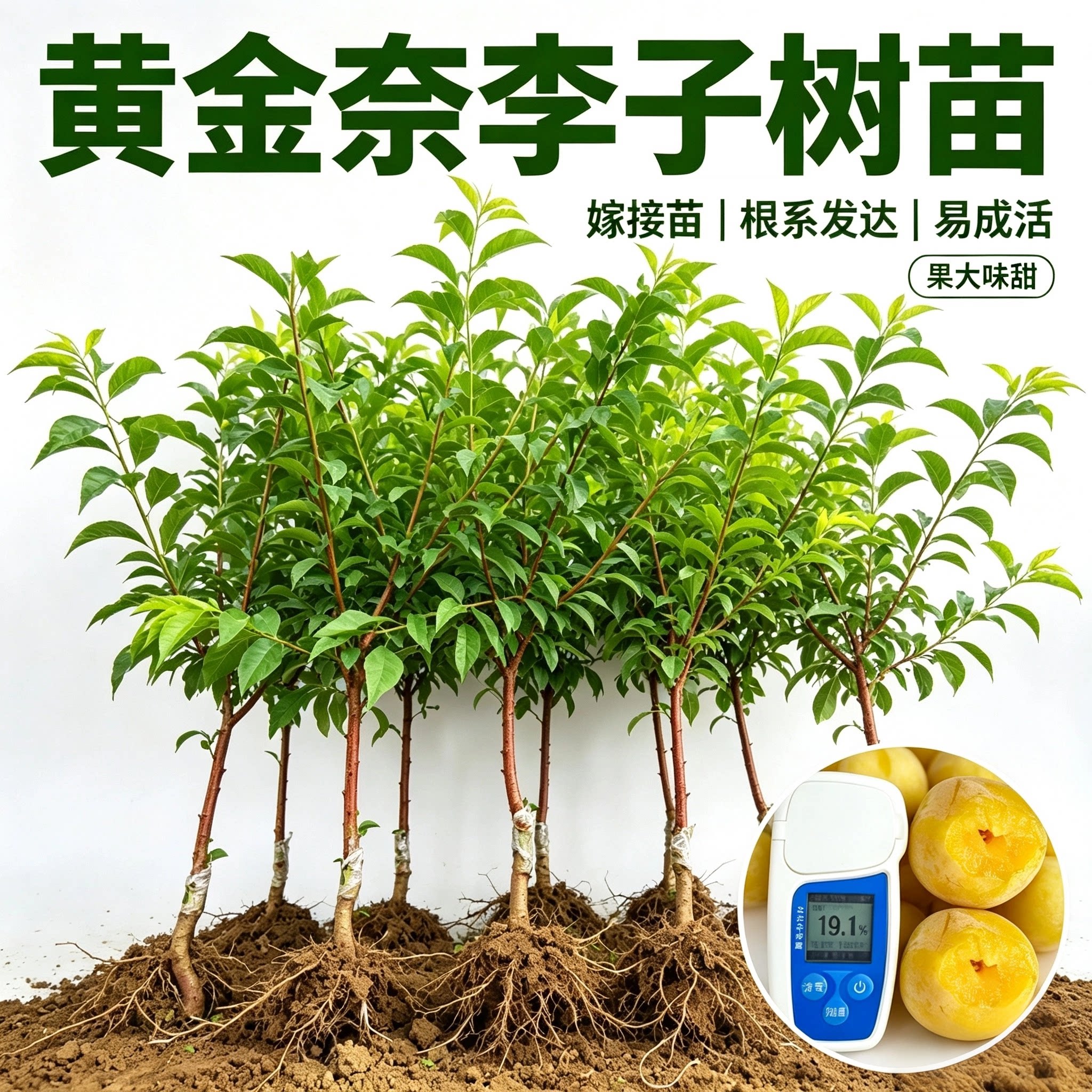 黄金奈李树苗正宗嫁接苗贵州六马晚熟奈李苗盆栽地栽南北方种植