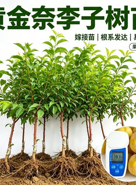 黄金奈李树苗正宗嫁接苗贵州六马晚熟奈李苗盆栽地栽南北方种植