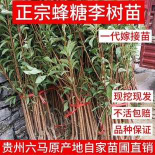 蜂糖李子树苗正宗贵州六马原产地一代嫁接苗苗圃直销 假一赔十