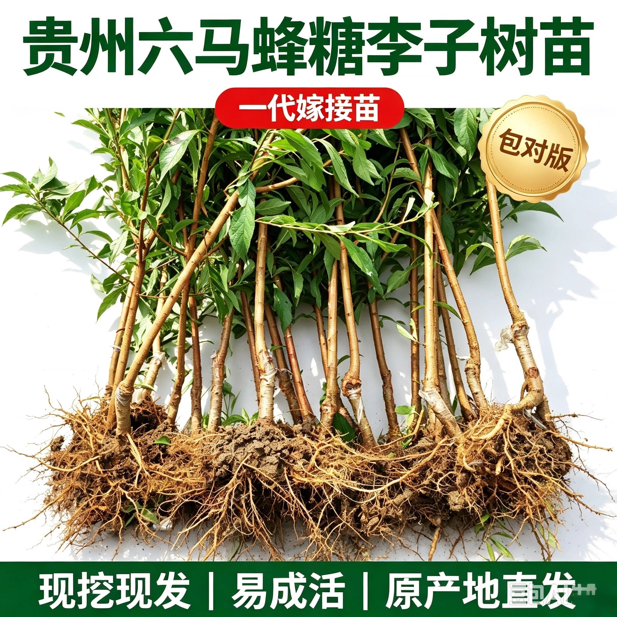 贵州六马蜂糖李子树苗正宗一代嫁接苗安顺庭院盆栽地栽果树苗