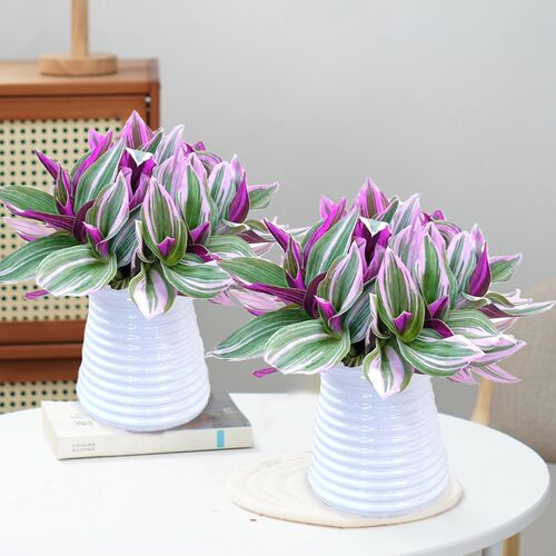 油画婚礼吊兰桌面绿植