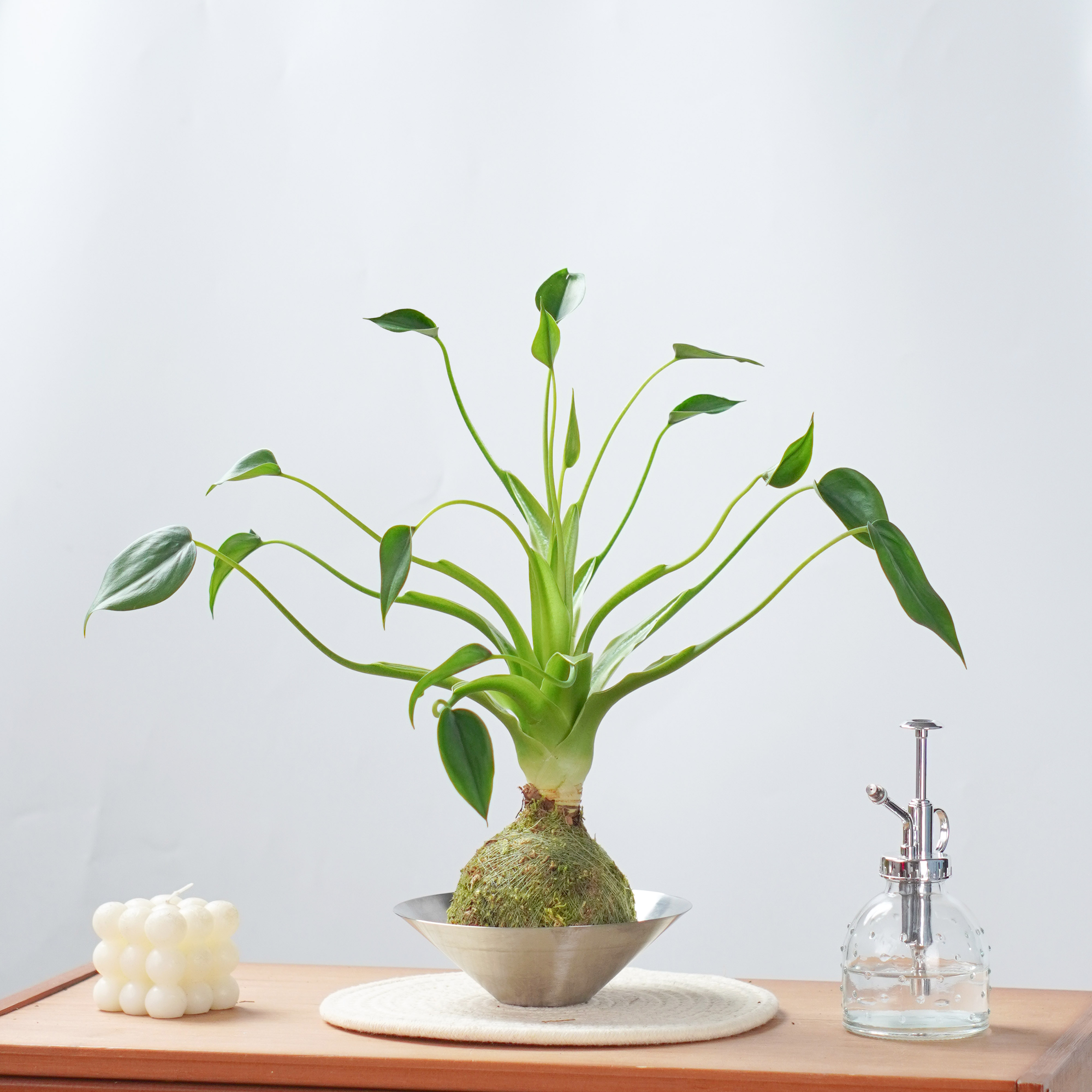 室内客厅千手观音盆栽