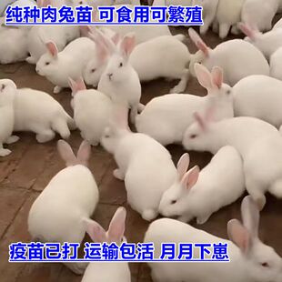 兔子活物公母一对活体宠物家兔活兔肉兔子苗巨型兔子苗家养幼兔苗