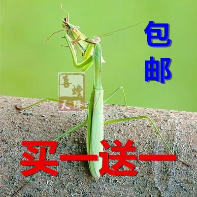 大刀螳螂中华大刀螳螳螂活体宠物昆虫活体大刀螳爬宠华刀螳卵鞘