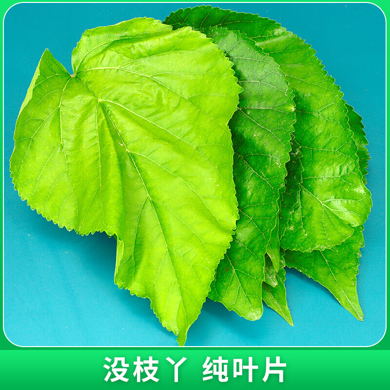 新鲜桑叶新鲜蚕宝宝饲料学生养蚕大叶小蚕鲜嫩现摘活蚕卵小桑树苗