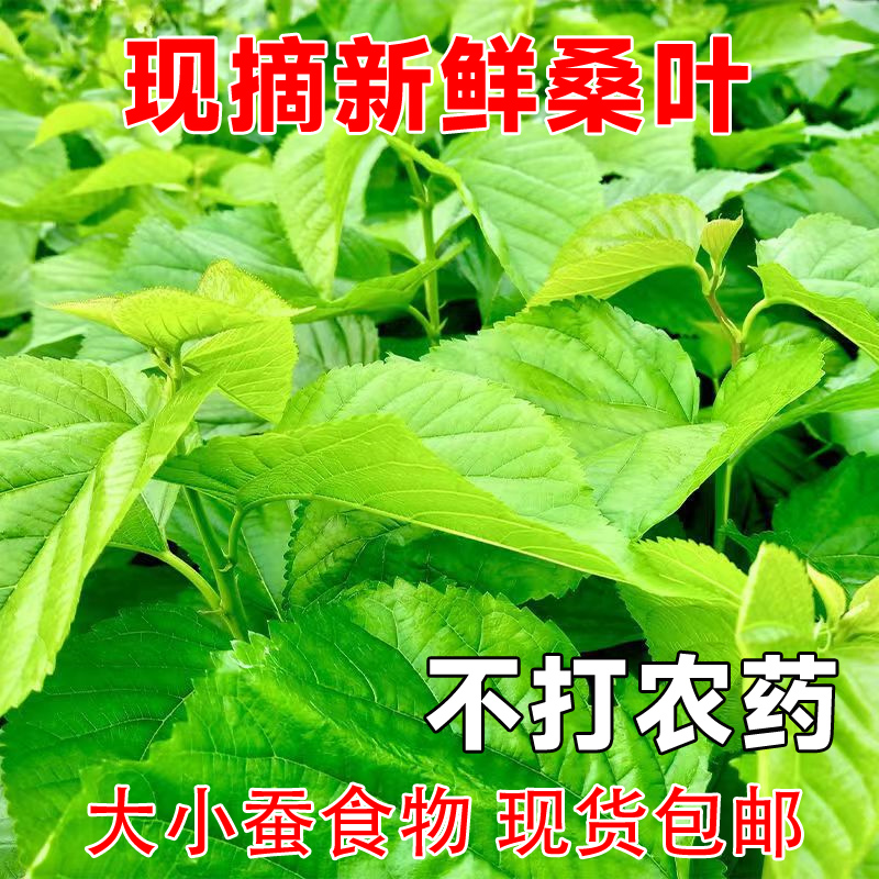 【成都发货】新鲜现摘桑叶蚕宝宝春蚕饲料儿童学生养蚕套装纯叶片