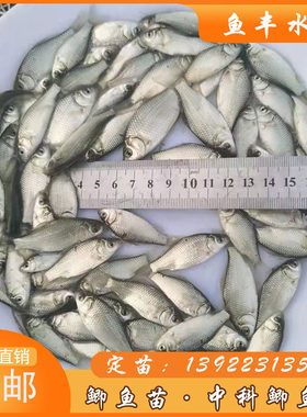 大规格中科5号鲫鱼苗鱼塘养殖白鲫鱼银鲫鱼鲫鱼苗活体水产包邮