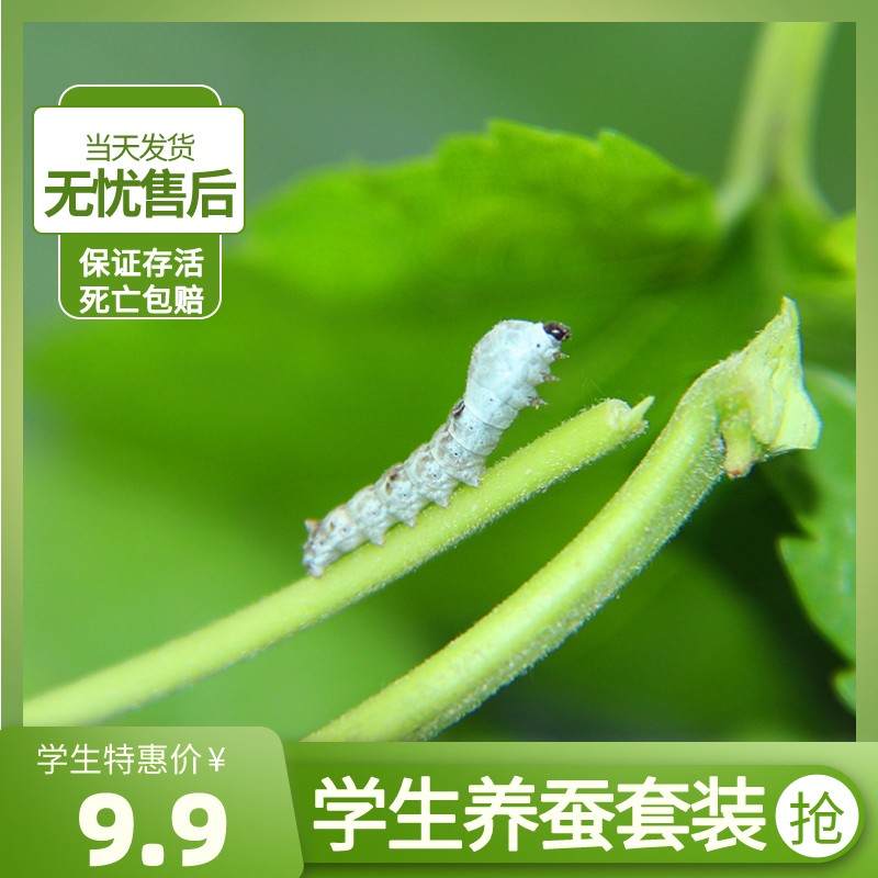 学生蚕宝宝活体套装别墅彩色茧子白色春幼虫活物卵桑叶新鲜饲养箱