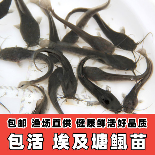 埃及塘鲺鱼苗塘角鱼苗胡子鲶大口鲶鱼苗淡水养殖食用革胡子鲶鱼苗