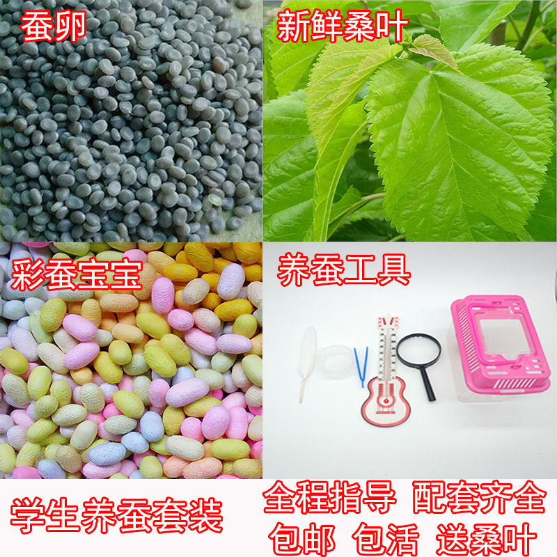 学生养春蚕宝宝卵籽套装彩色蚕卵茧子七彩活体送新鲜嫩桑叶孵化盒