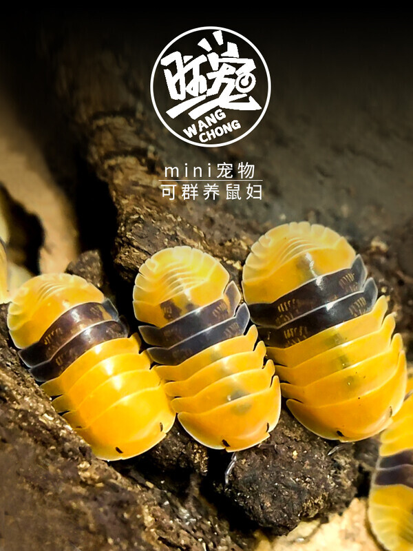 包活 鼠妇活虫宠物潮虫子西瓜虫桌面景观 昆虫爬宠学生物实验观察