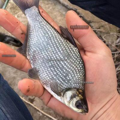 武昌鱼苗淡水鳊鱼苗活体三角鲂鱼团头鲂鱼沙边鱼养殖冷水太阳鱼苗