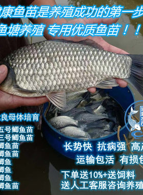 中科五号三号鲫鱼苗 彭泽高背鲫工程鲫湘云黄金白鲫鱼苗 鱼塘养殖