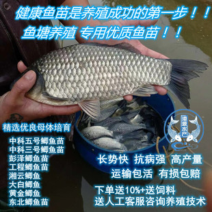 中科五号三号鲫鱼苗 彭泽高背鲫工程鲫湘云黄金白鲫鱼苗 鱼塘养殖