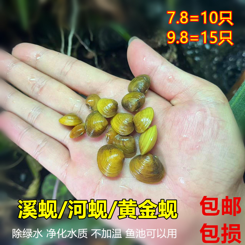 包邮冷水鱼缸过滤材料黄金蚬观赏螺小河蚌贝壳 除绿水除藻净水质