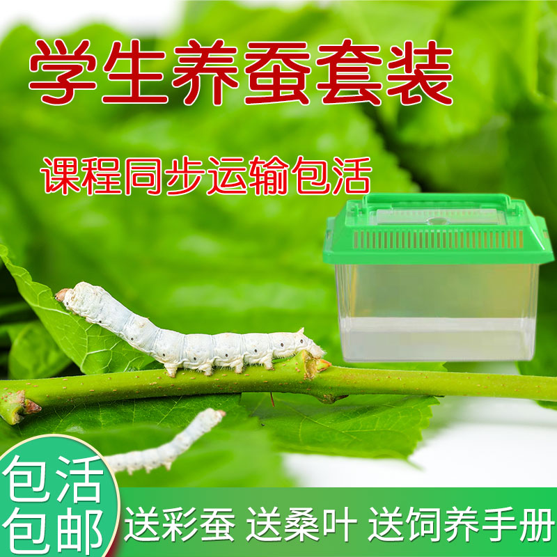蚕宝宝学生养蚕套装春蚕卵种籽活体实验天然彩色蚕宝宝新鲜嫩桑叶