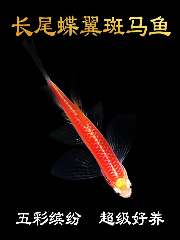 蝶翼斑马长尾中小型淡水热带宝莲灯孔雀群游超级好养观赏鱼苗天使
