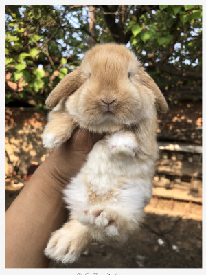 纯种进口血统荷兰宠物兔子活物垂耳兔活体迷你猫猫兔侏儒兔包活