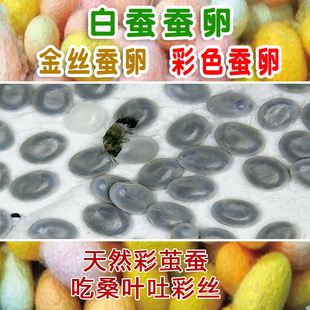 蚕宝宝卵蚕种场蚕籽蚕蛋小蚕卵自然课黄茧卵白蚕金丝蚕天然彩色蚕