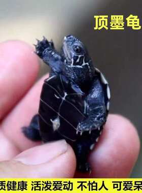 顶墨龟纯种全黑外塘深水草龟情侣一对全墨苗小乌龟活体宠物长寿龟