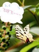 网红蝴蝶蛹真蝴蝶蛹羽化工具儿童蝴蝶科普多品种蝴蝶羽化蝴蝶宠物